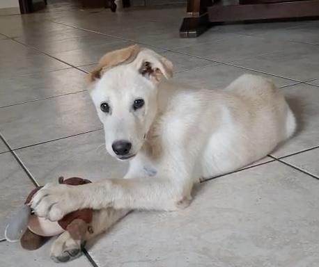 SID cucciolo di 4 mesi meravigliosi cerca casa ❤️🐶 Foto 2